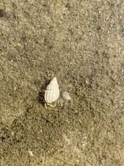 Ilyanassa trivittata