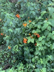 Pseudogynoxys chenopodioides