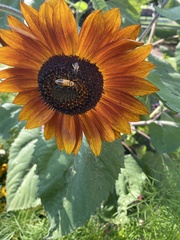 Chauliognathus pensylvanicus