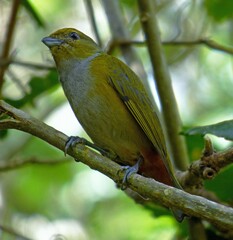 Euphonia pectoralis