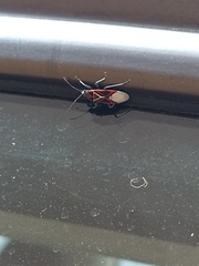 Anochrostomus formosus