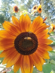 Chauliognathus pensylvanicus