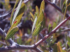 Dodonaea viscosa