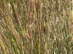 Schizachyrium scoparium