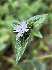 Elephantopus carolinianus