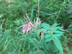 Desmodium canadense