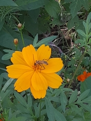 Chauliognathus pensylvanicus