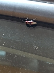 Anochrostomus formosus