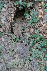 Lasius fuliginosus
