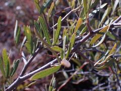 Dodonaea viscosa