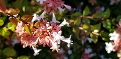 Abelia