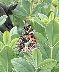 Vanessa virginiensis