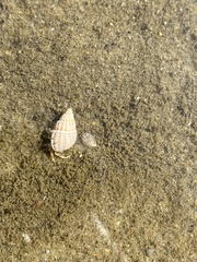 Ilyanassa trivittata