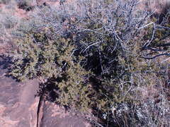 Searsia burchellii