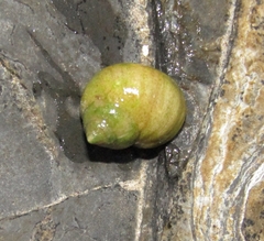 Littorina saxatilis