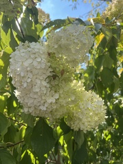 Hydrangea