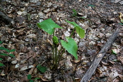 Arum elongatum