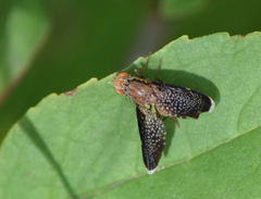 Eutreta noveboracensis