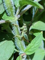 Melanoplus yarrowii