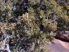 Searsia burchellii