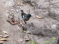Fringilla coelebs maderensis