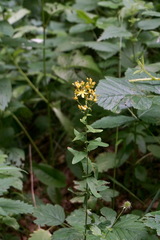 Hypericum hirsutum