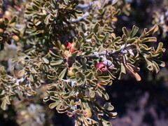 Searsia burchellii