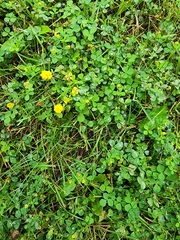 Trifolium campestre