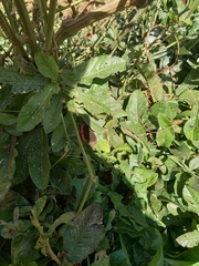 Biblis hyperia