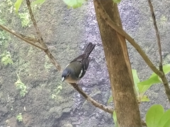 Fringilla coelebs maderensis