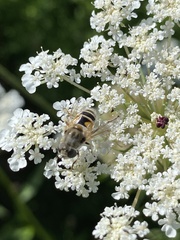 Eristalis arbustorum