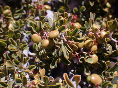 Searsia burchellii