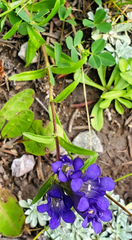Gentiana parryi