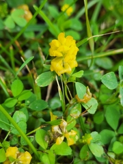 Trifolium campestre