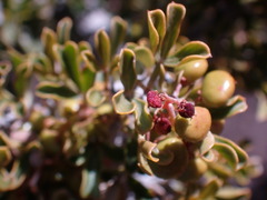 Searsia burchellii