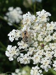 Eristalis arbustorum