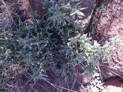 Melolobium microphyllum