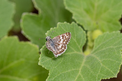 Burnsius communis