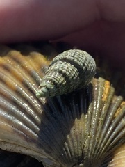 Ilyanassa trivittata