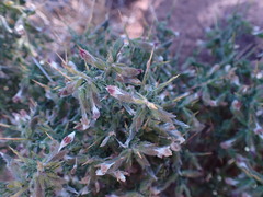 Melolobium microphyllum