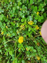 Trifolium campestre