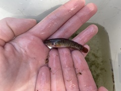 Umbra limi