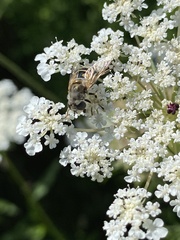 Eristalis arbustorum