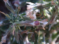 Melolobium microphyllum