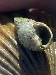 Ilyanassa trivittata