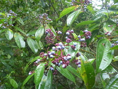 Miconia tococa