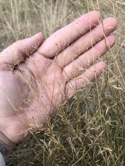 Agrostis gigantea