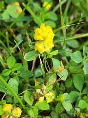 Trifolium campestre