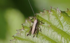 Pholidoptera griseoaptera