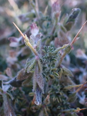 Melolobium microphyllum